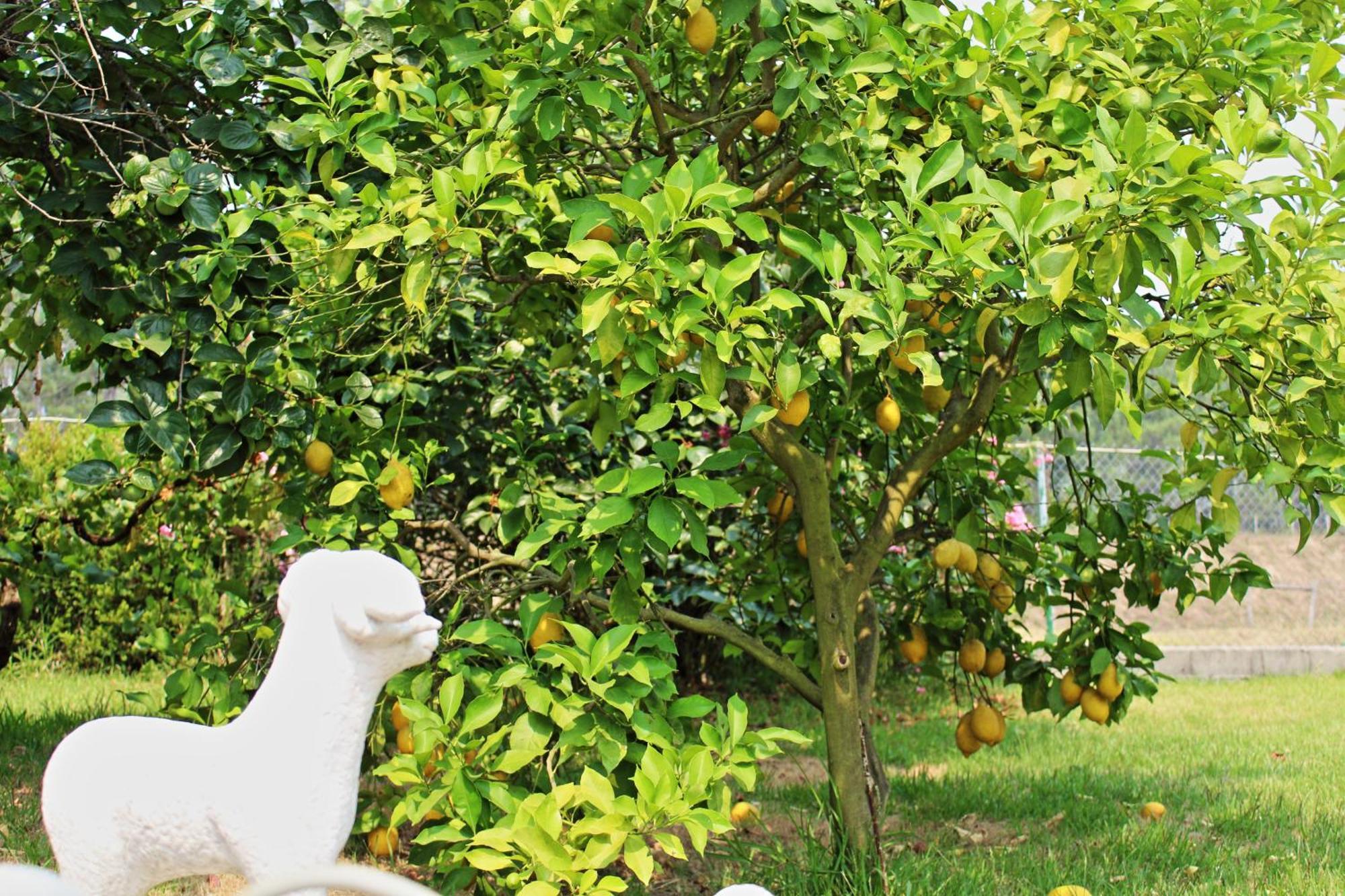 Residencial Pinho Verde Mealhada Dış mekan fotoğraf